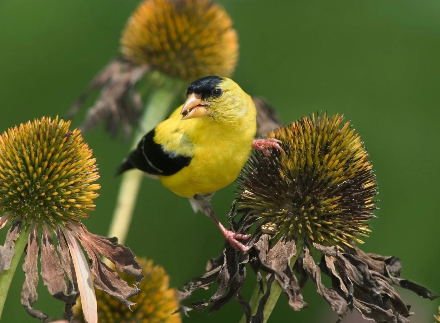 Beneficial Birds for the Garden