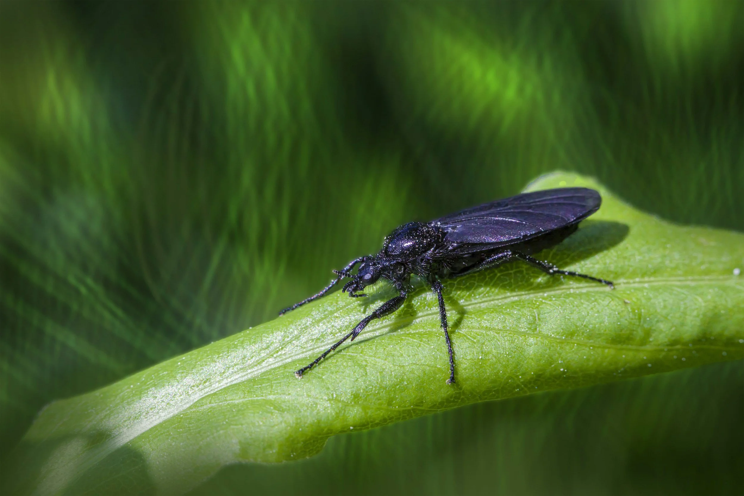 Beneficial Insect Decomposers