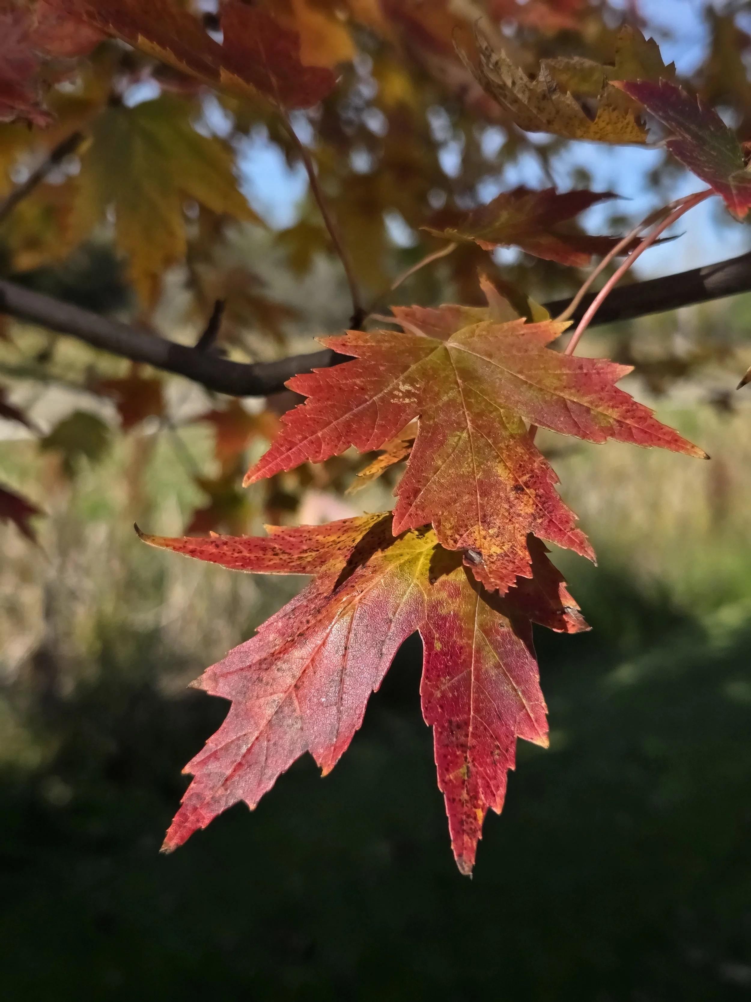 Fall Leaves Are Falling