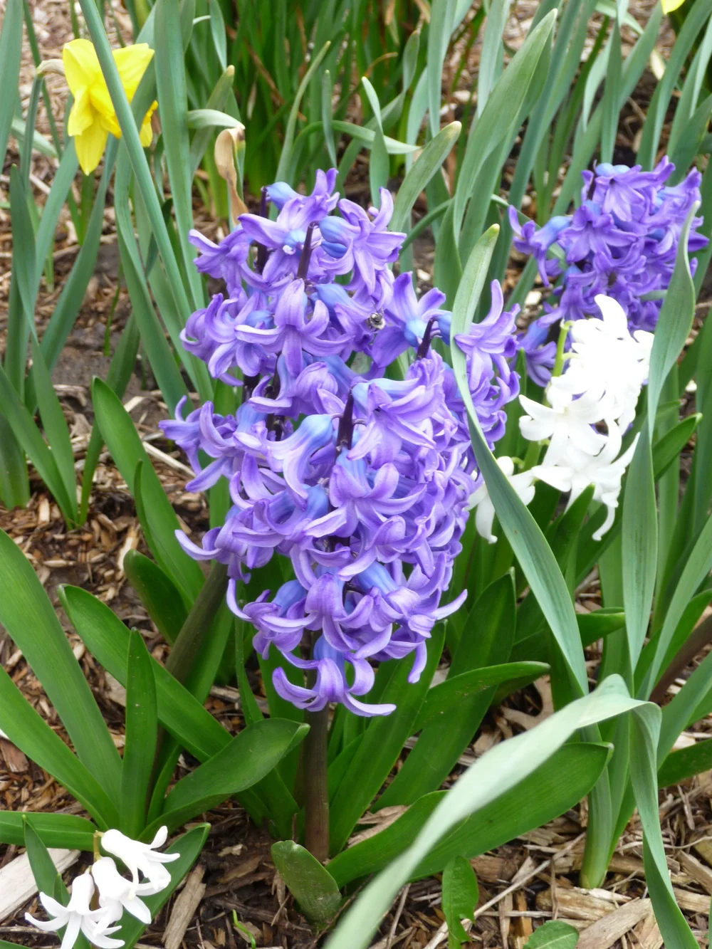 Spring Blooms Mean Fall Planting — Dodge County Master Gardener Association