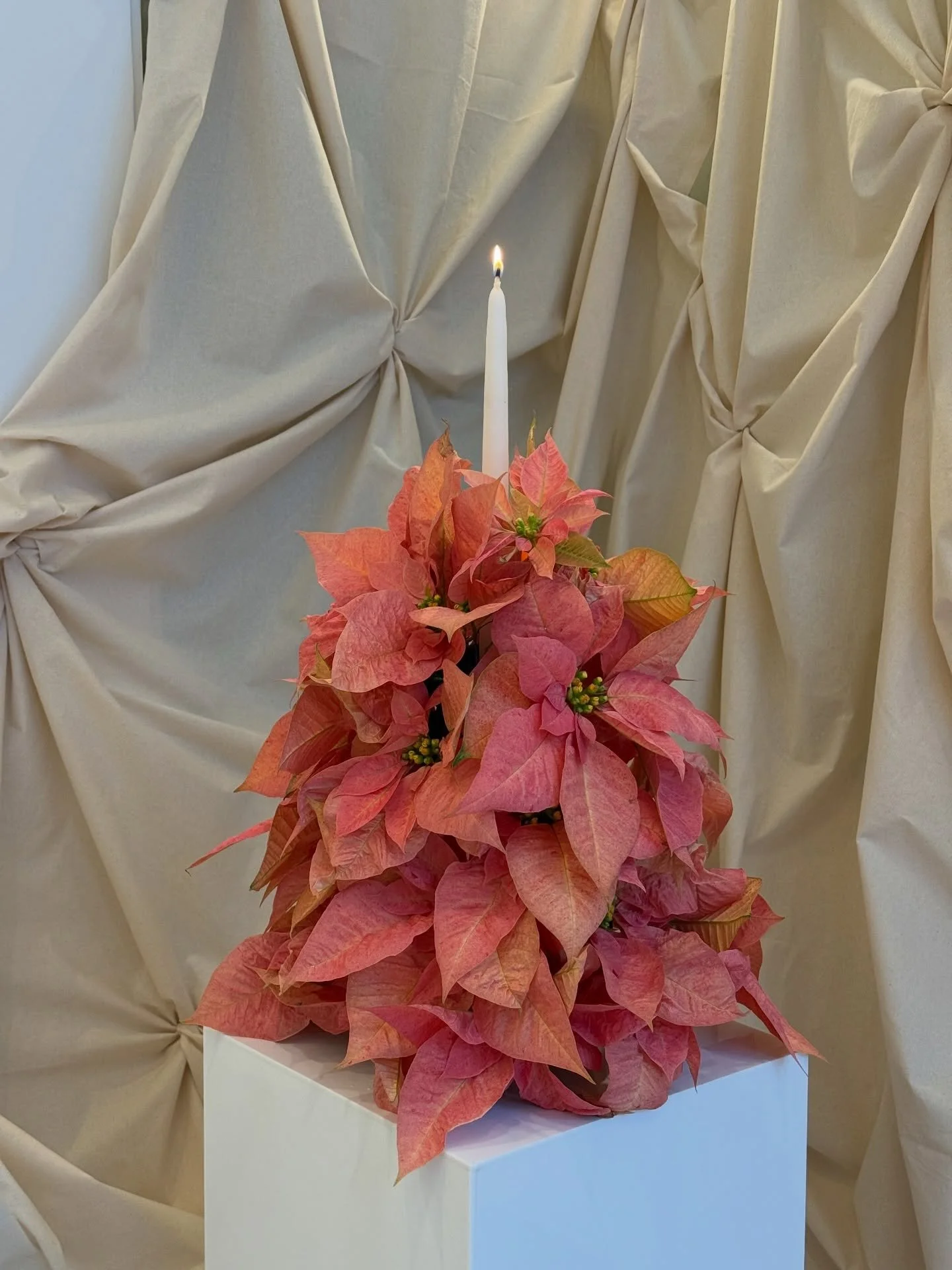 Poinsettia, but make it romantic