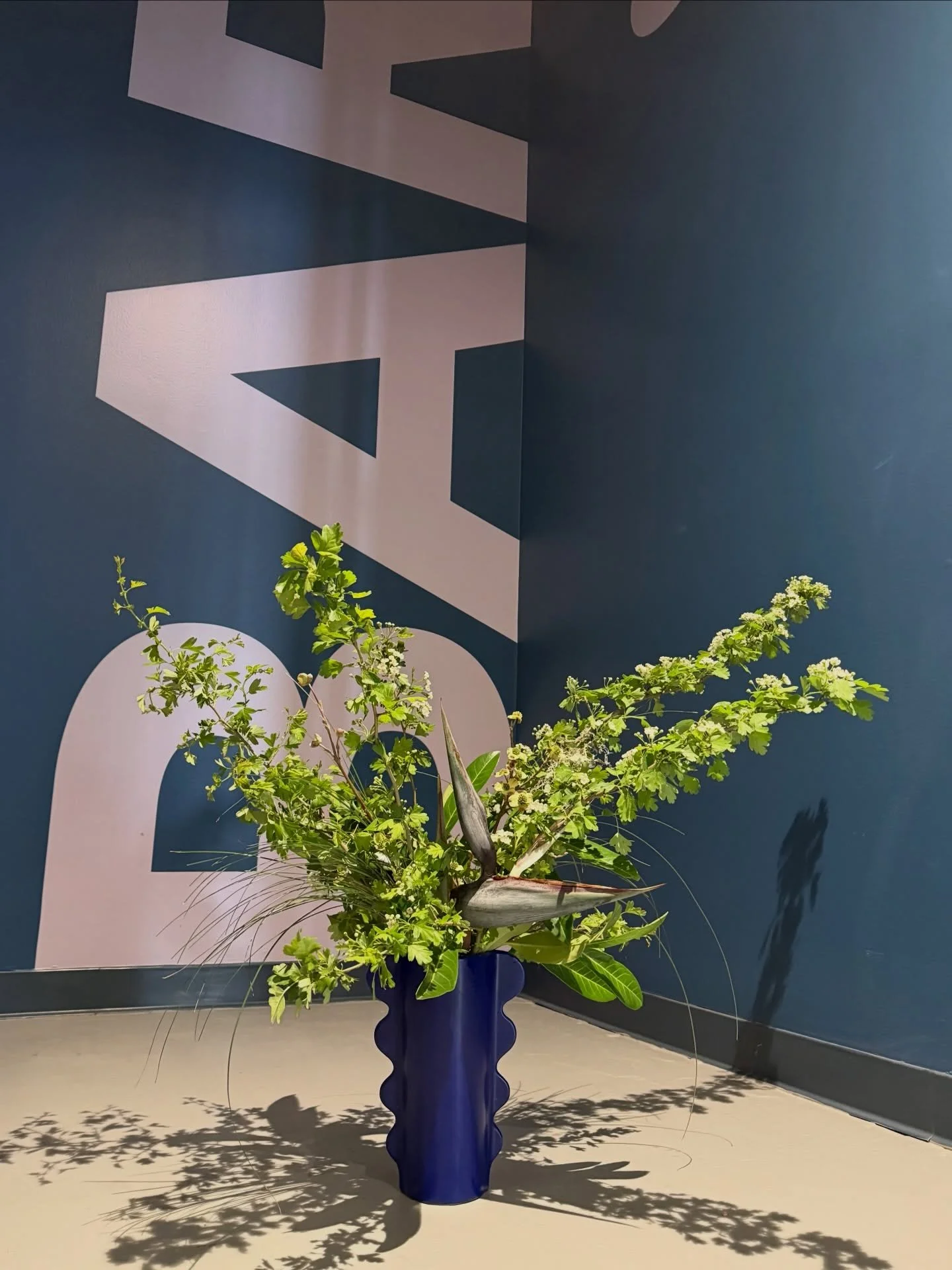 I spy Black Birds of Paradise