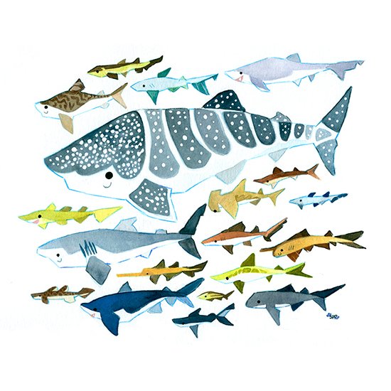 SQ_ 150DPI_shilverofsharks.jpg