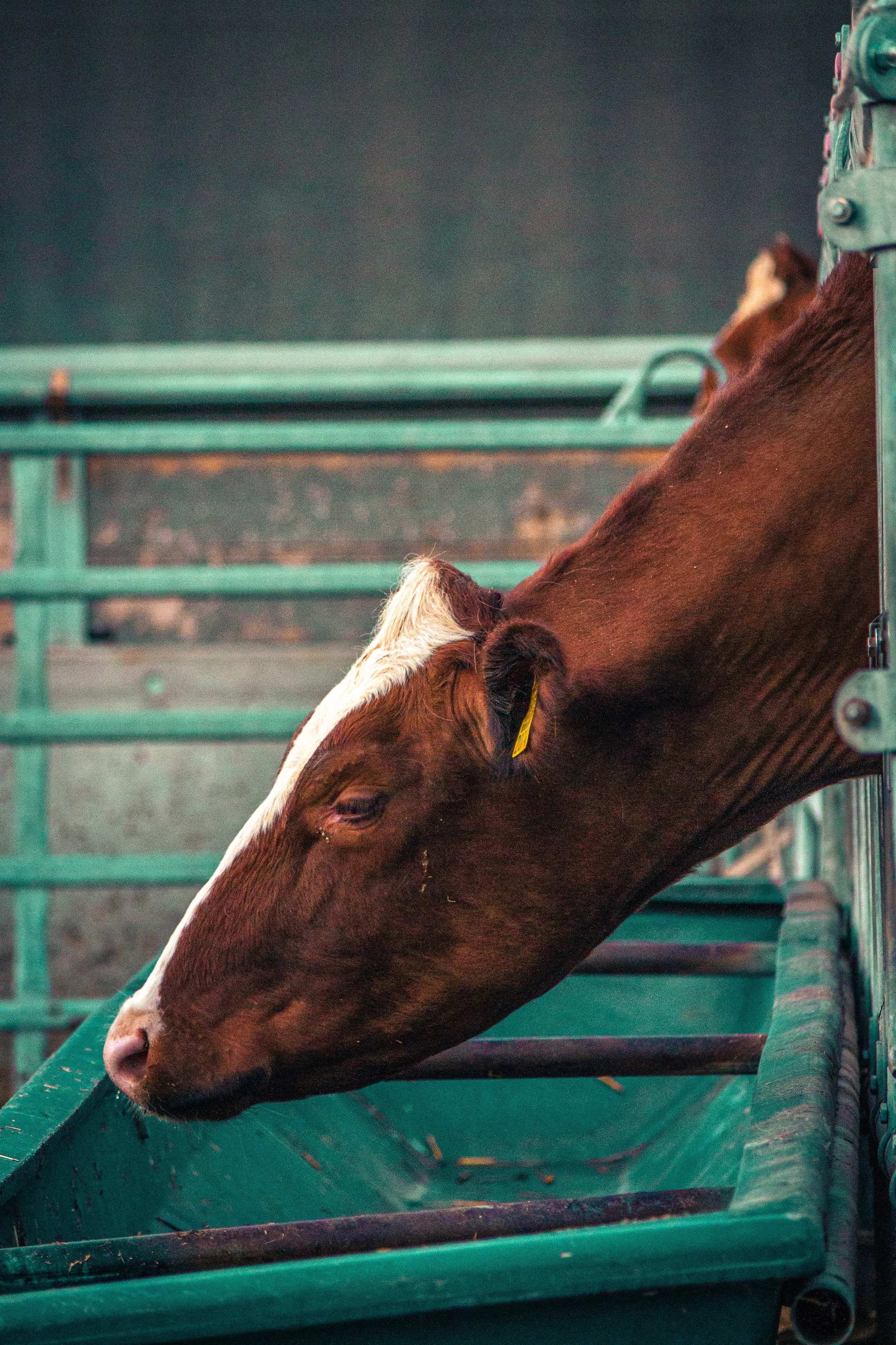 Vache2.jpg