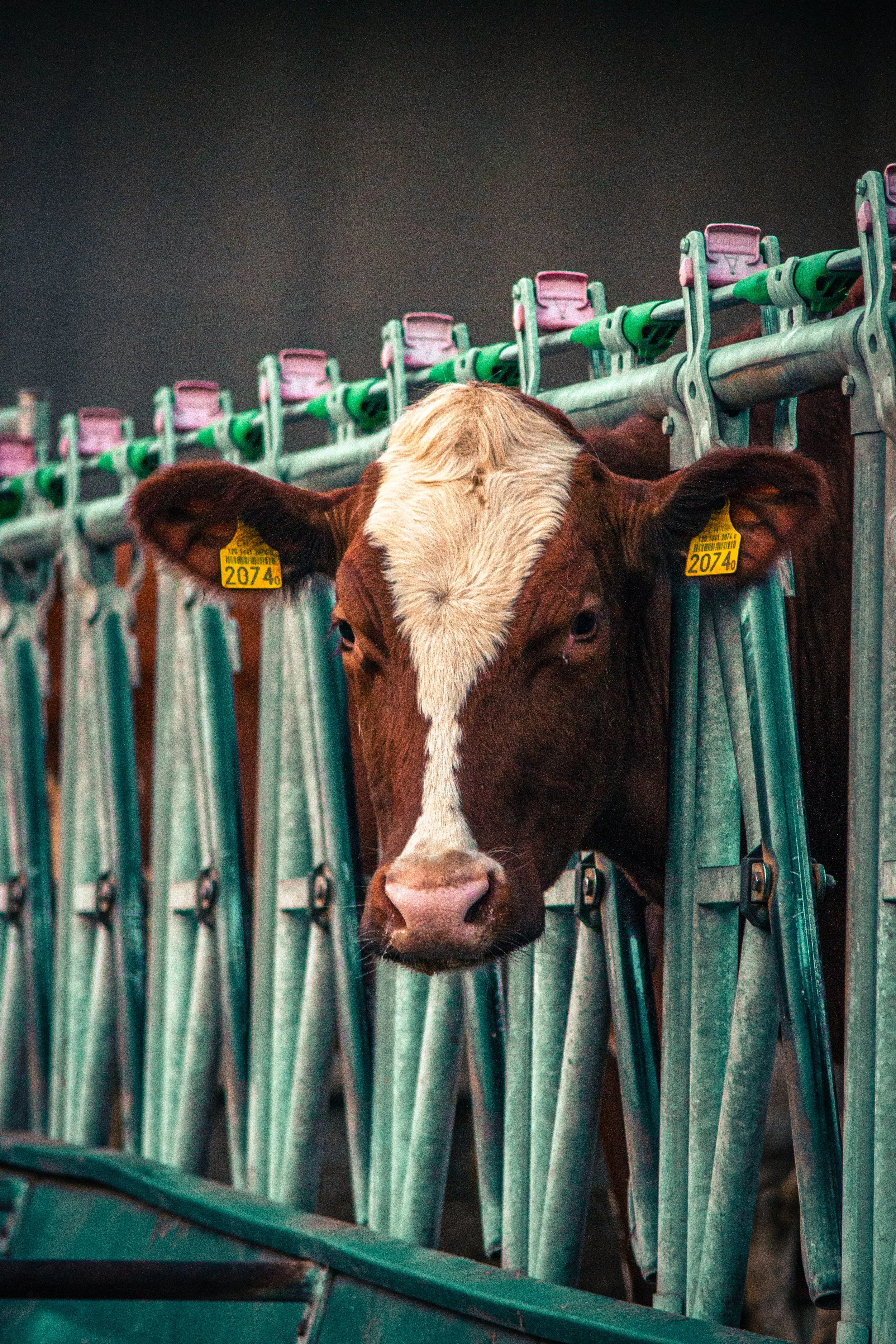 Vache.jpg