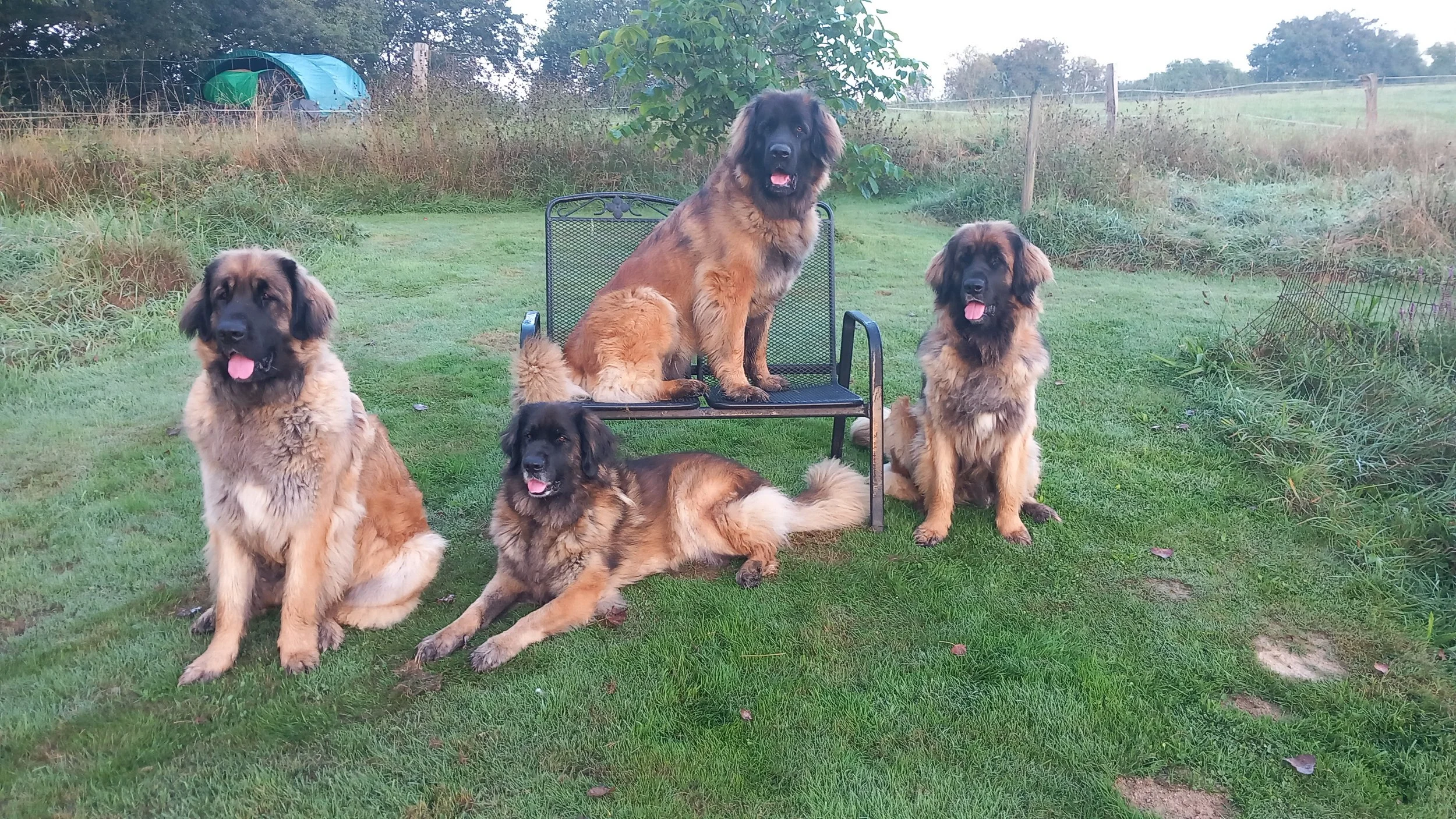 20240829 vier Leonberger.jpg