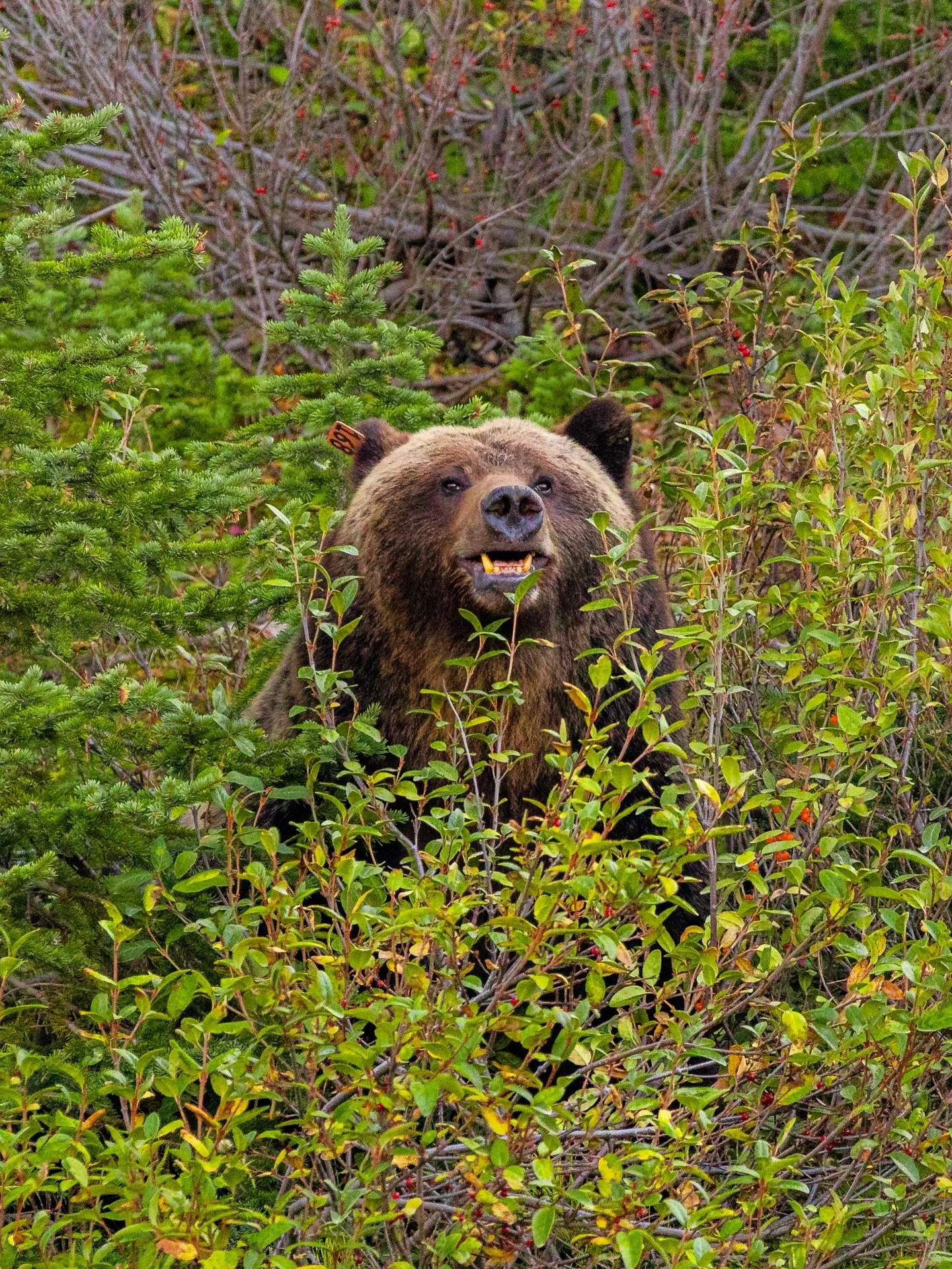 Patiently waiting to see if my girl honey comes out of the den with a couple of cubs this year ❤️
The sweetest derpiest bear I&rsquo;ve ever had the pleasure of photographing, and I bet her cubs are going to be just as photogenic. 
#kananaskis #grizz