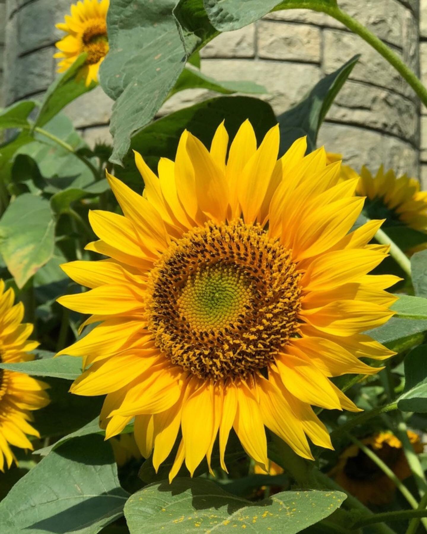 Do you have a spot in your garden that receives full sun? These statement flowers love a bright sunny area! 

The Yellow Sunflower, Hibiscus, Bird of Paradise and Sunflower &lsquo;Ruby Eclipse&rsquo; love full sun, approximately 6-8 hours of sunlight
