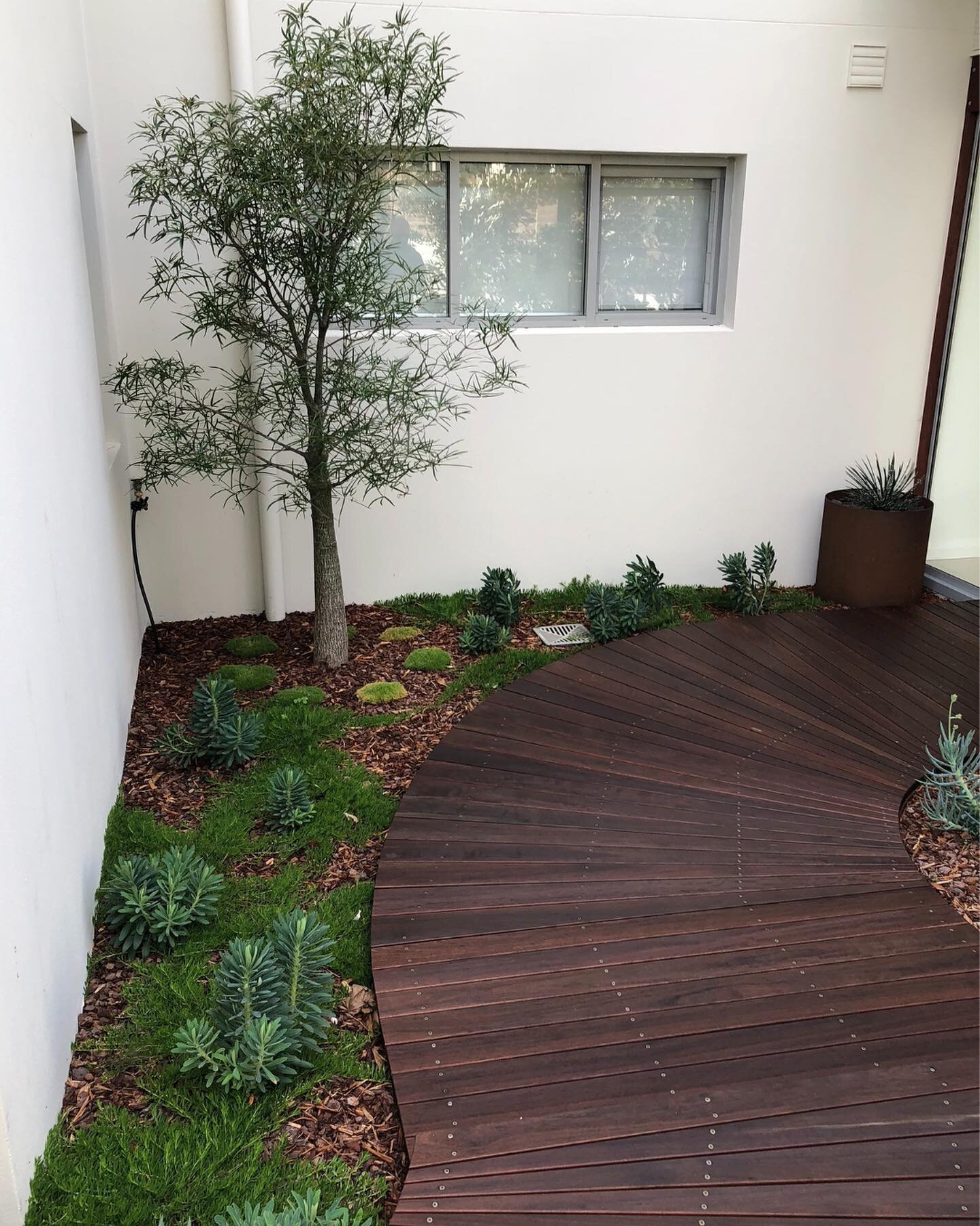 Front Entrance Renovation | Newport Beach | A complete re-designed of this front entrance garden to create a lovely sense of welcome into the home. 🏡💚

Featuring a Bottle Tree with low lying Casuarina Cousins, Mediterranean Spurge and native grasse