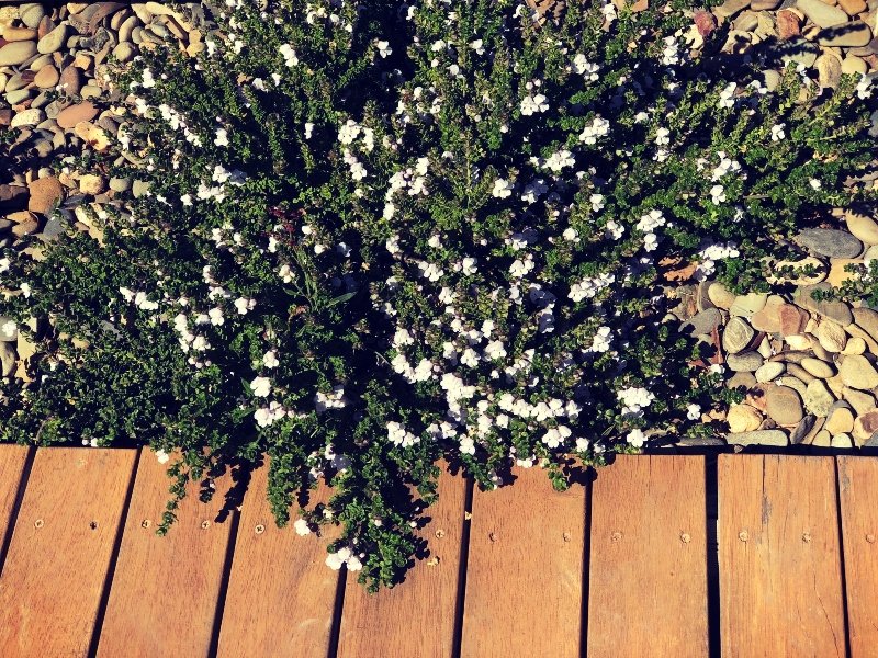 cold-weather-gardens-snaoy-mountains-nsw