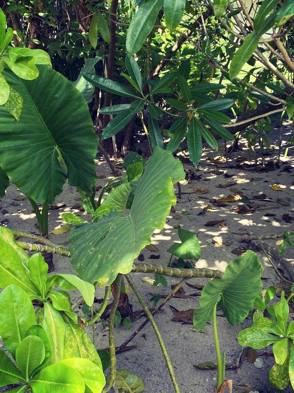 IMG_2010tropical-garden-inspiration.jpg