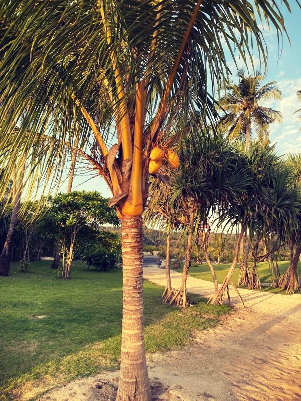 IMG_2105tropical-garden-inspiration.jpg
