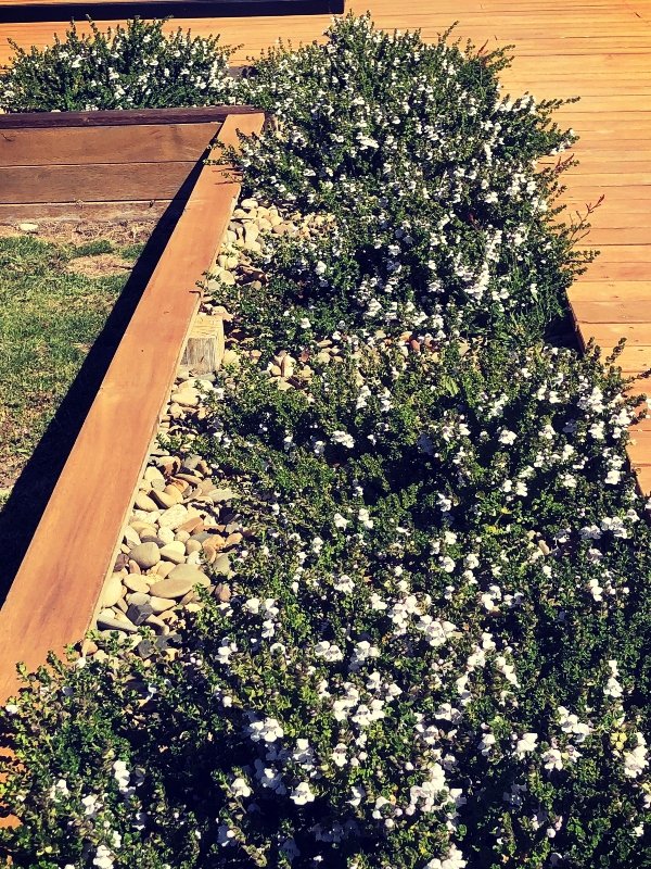cold-weather-gardens-snaoy-mountains-nsw
