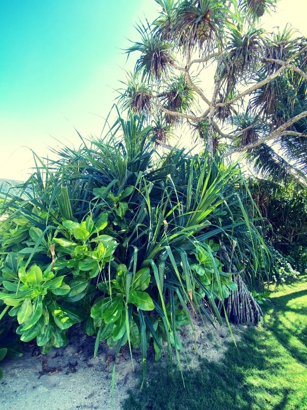 IMG_2062tropical-garden-inspiration.jpg