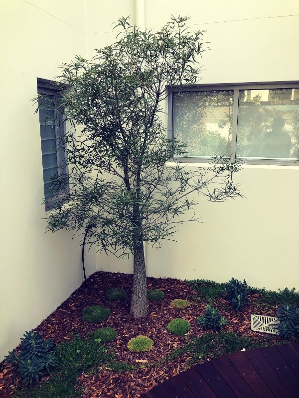 garden-design-bungan-beach