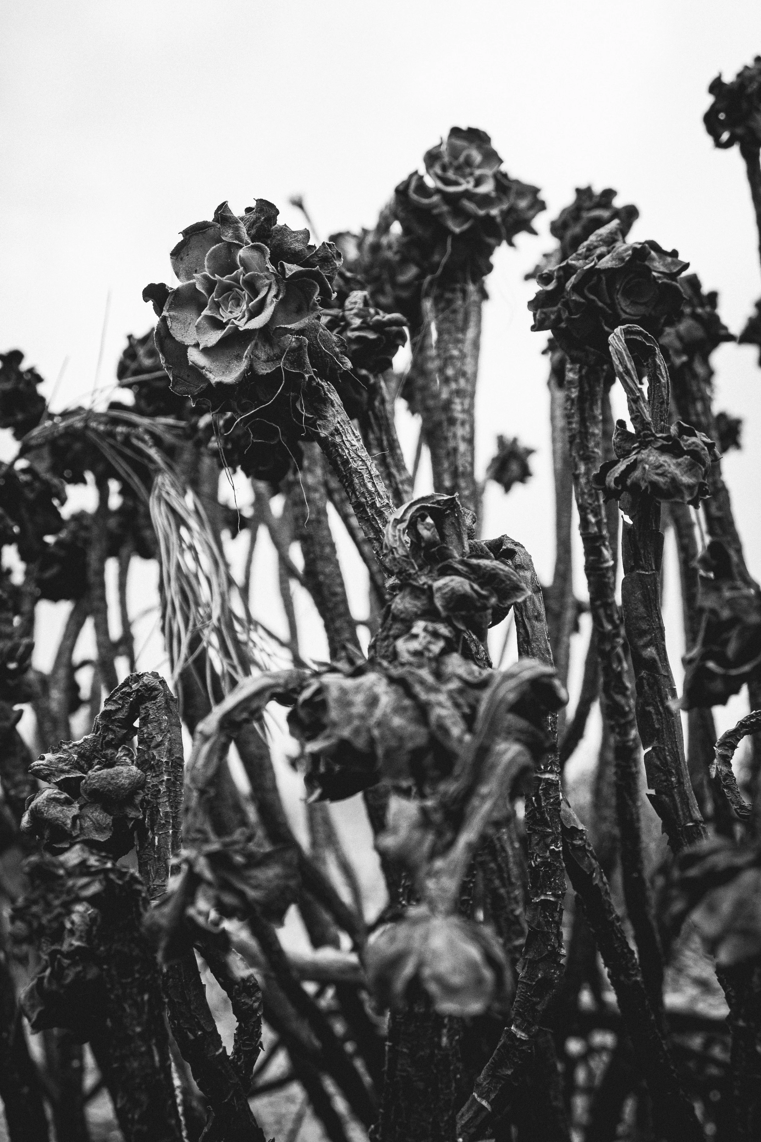 Extreme Heat- Altadena Fire 