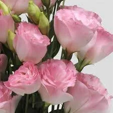 Lisianthus - ABC2 Misty Pink2.jpg