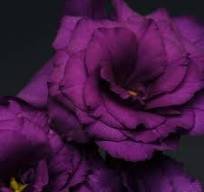 Lisianthus - Flare Deep Blue.jpg