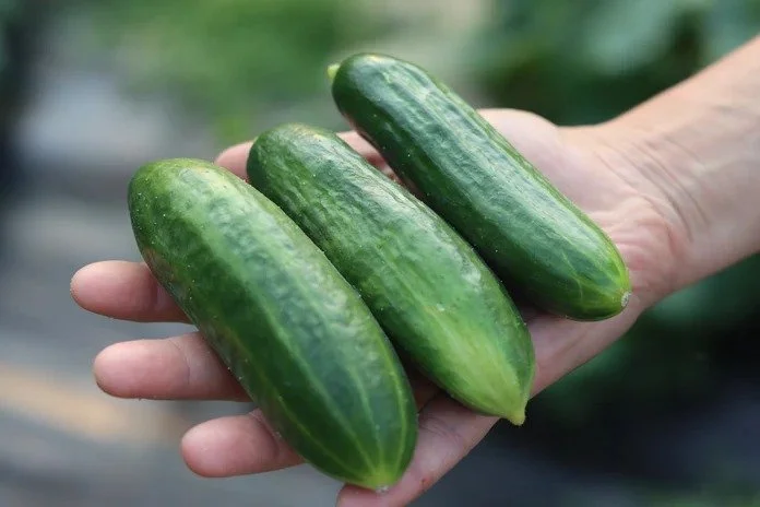 MuncherCucumber2_696x464.jpg