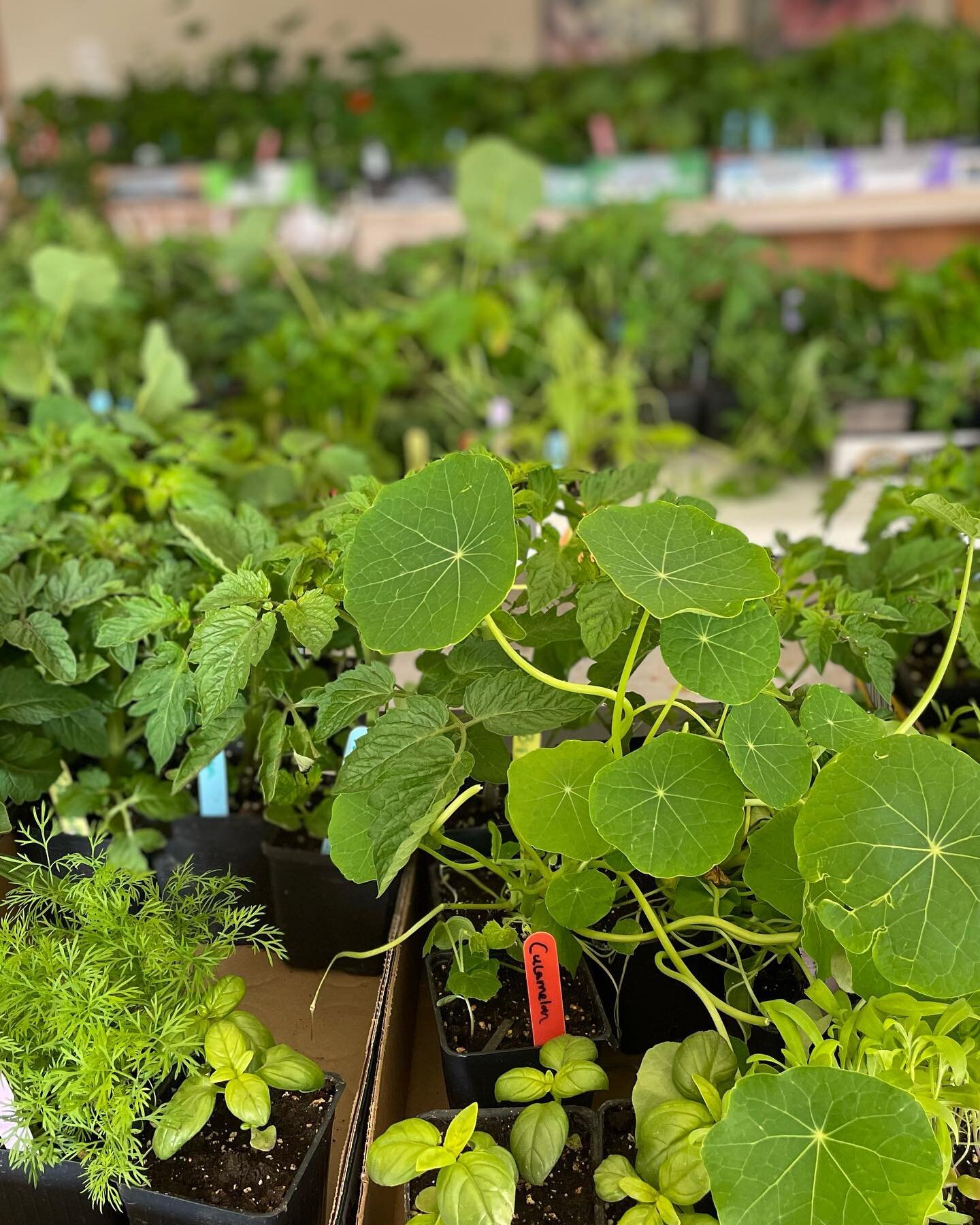 It&rsquo;s transplant pick up days today and tomorrow!  All of the orders are packed and ready to go. If you&rsquo;re interested in placing an order, contact me or if you would like to drop in, please come by.  There&rsquo;s lots of veg, herb and flo