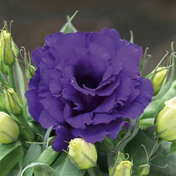 Lisianthus - Julietta Blue.jpg