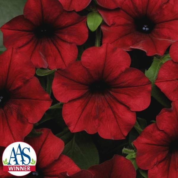 Tidal wave red velour aas.jpg