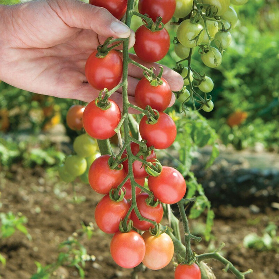 Sunpeach – Indeterminate Cherry