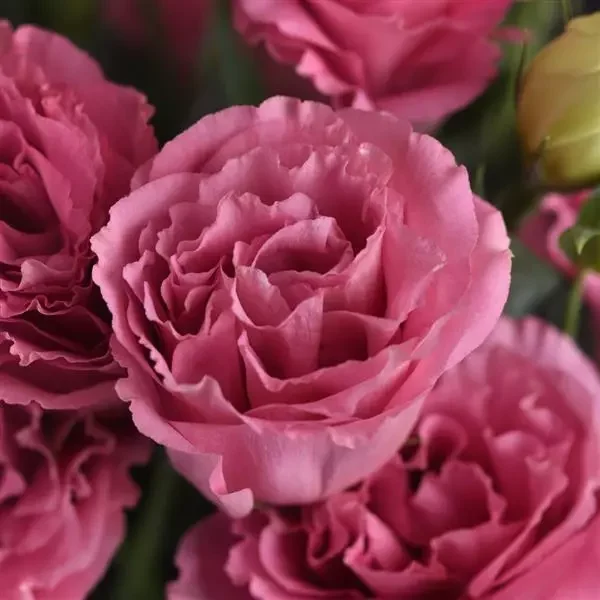 Lisianthus - ABC 3 Rose.webp