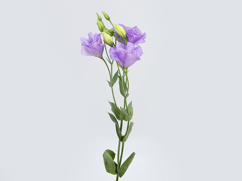 Lisianthus - ABC 2 Lavendar3.jpeg
