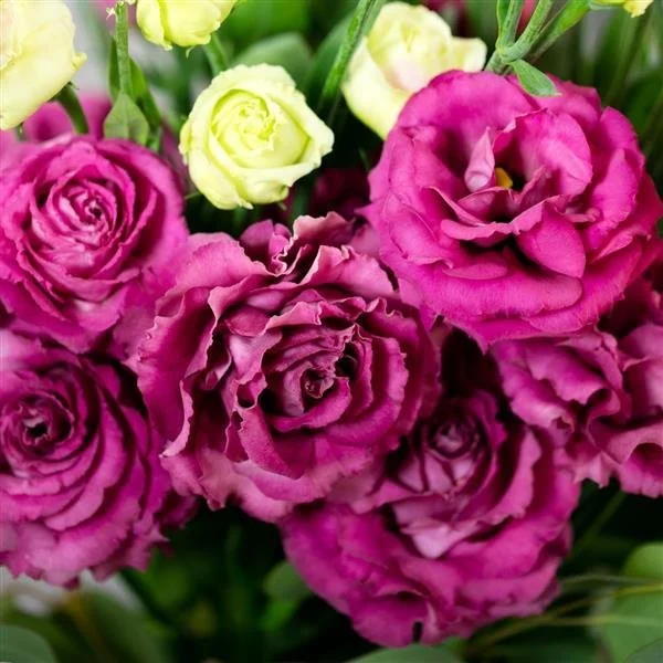 Lisianthus - Voyage 2 Deep Rose.jpg