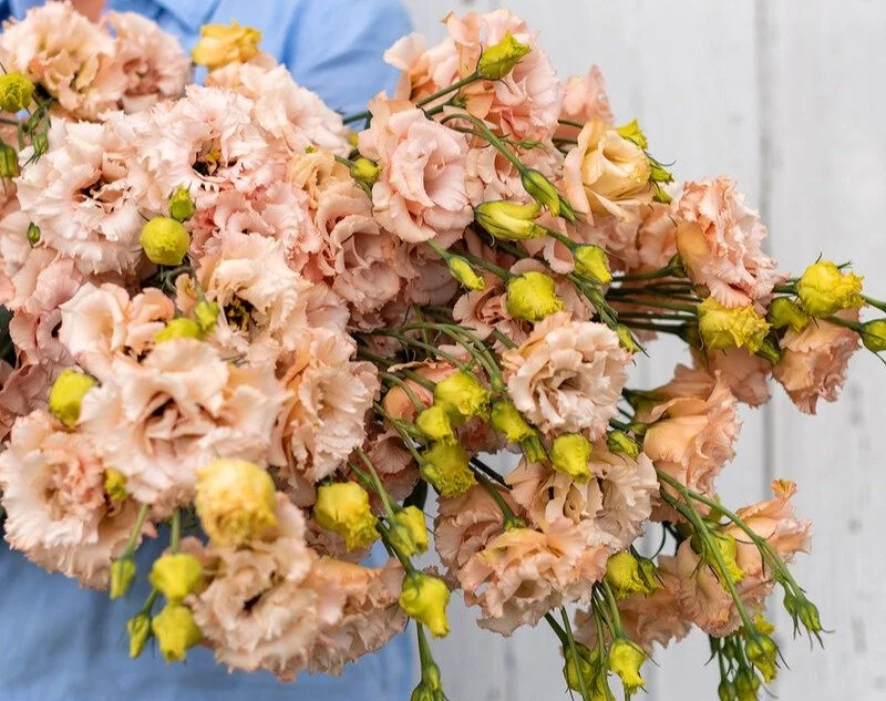 Lisianthus - Voyage 2 Light Apricot..jpg