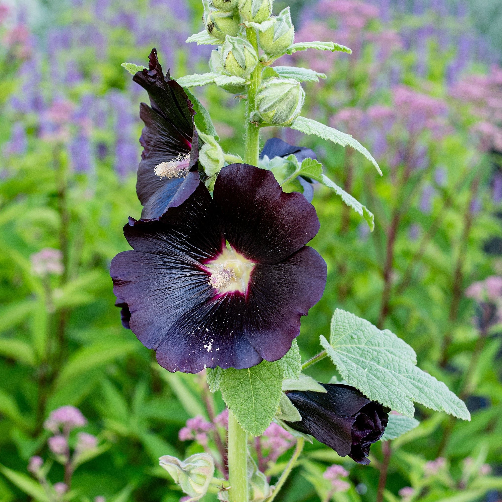 Hollyhok - Nigra Black.jpg
