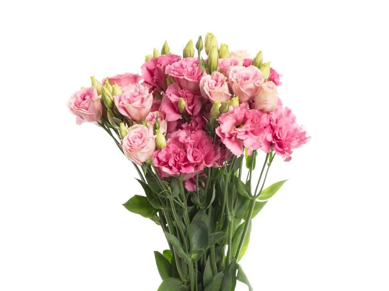 Lisianthus - Flare Deep Rose3.jpg