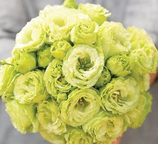 Lisianthus - Roseanne 2 Green.jpg