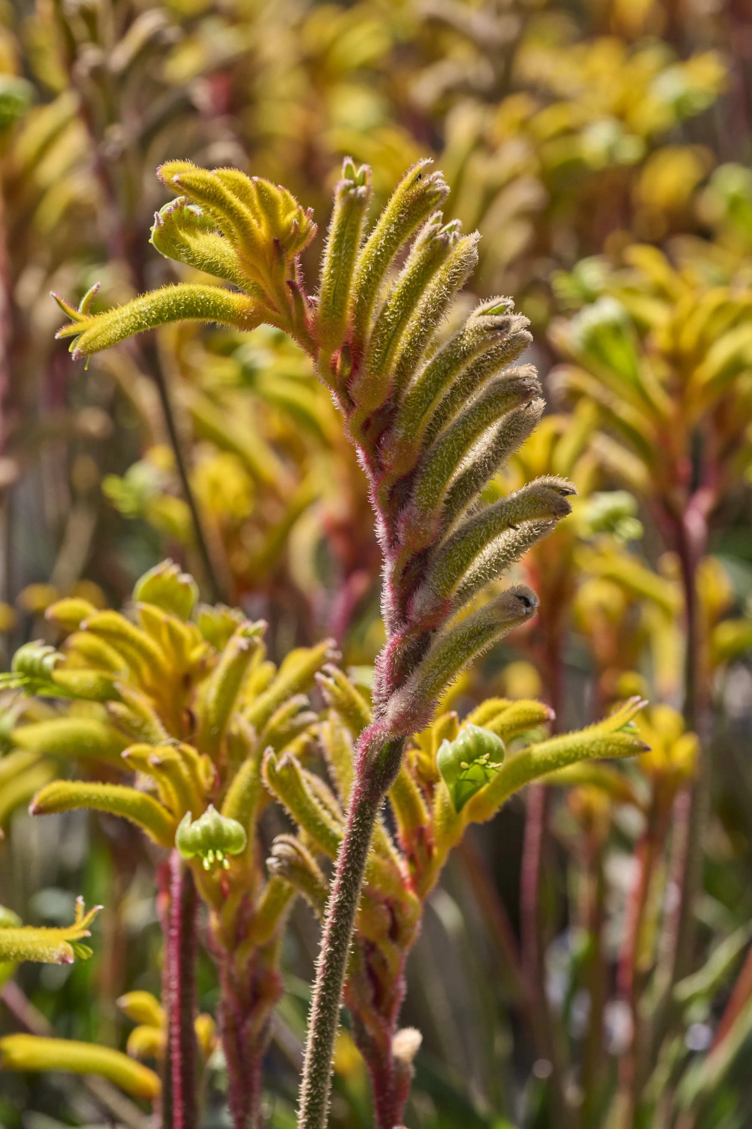 Kangaroo Paw - Bush Tenacity.jpg