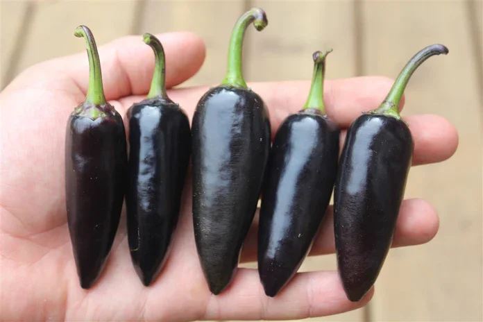 Czech Black Pepper.webp