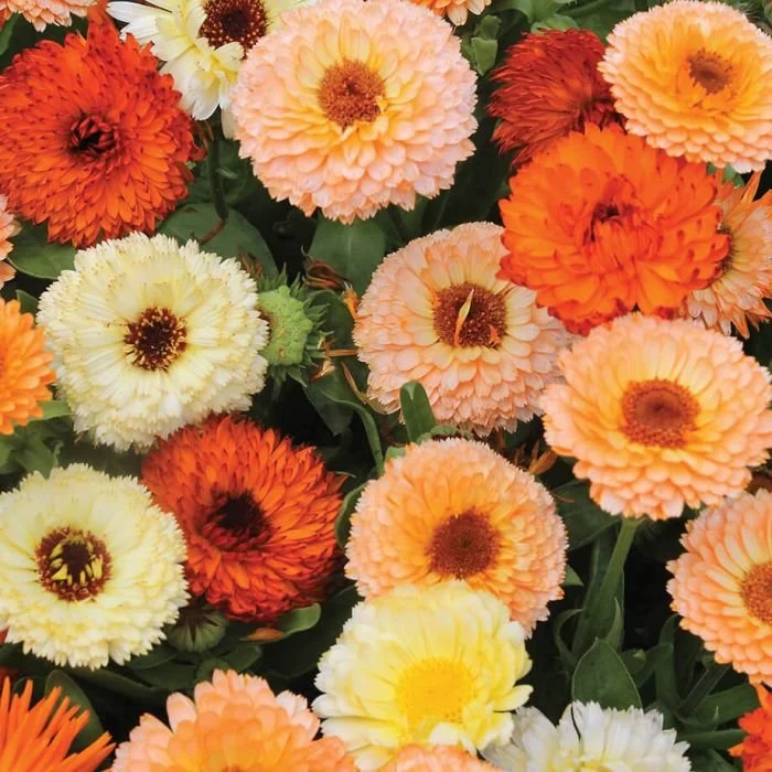 Fruit Burst Calendula.jpg