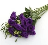 Lisianthus - ABC 2 Blue.jpg