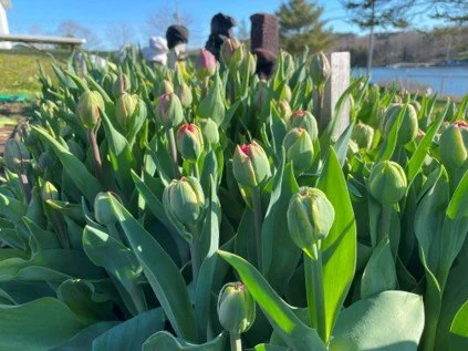 Tulip row.jpg