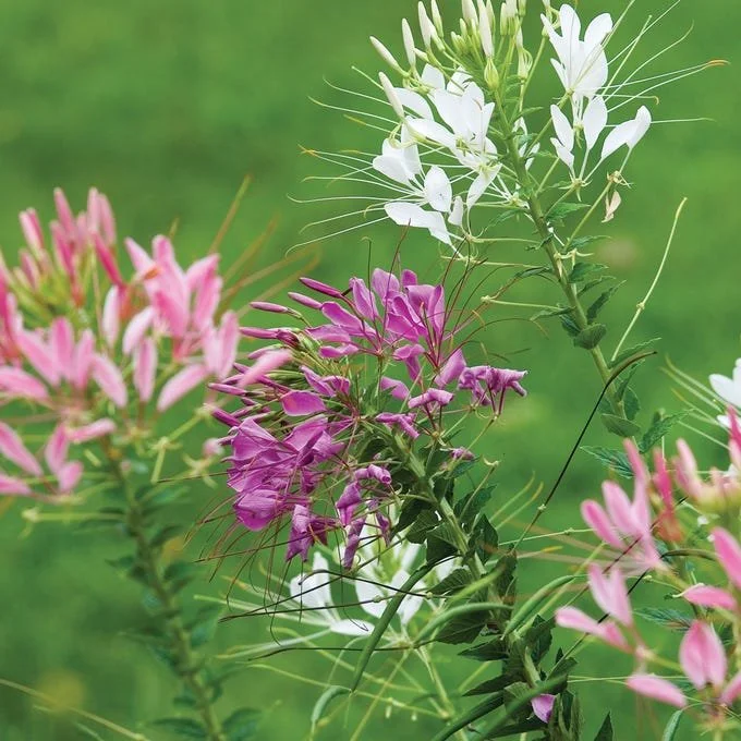 Cleome Queen Mix.jpeg