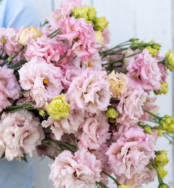 Lisianthus - Voyage 2 Pink II.jpg