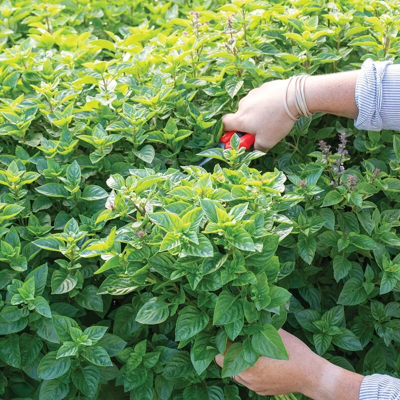 Basil - Everleaf Lemon