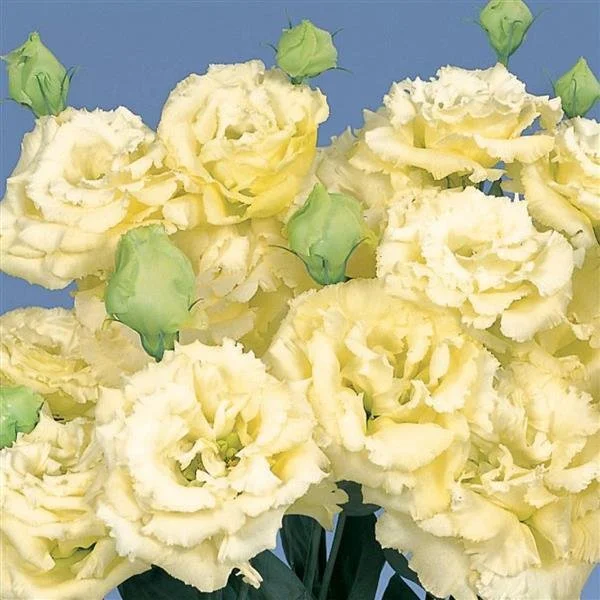 Lisianthus - Voyage 2 Yellow.jpg