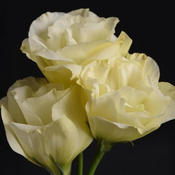 Lisianthus - Flare Yellow.jpg