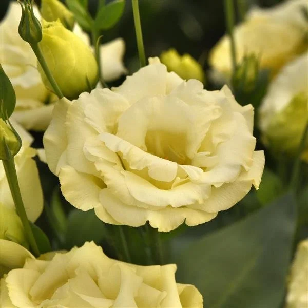 Lisianthus - ABC 3 Yellow.jpg