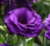 Lisianthus - ABC 2 Purple.jpg