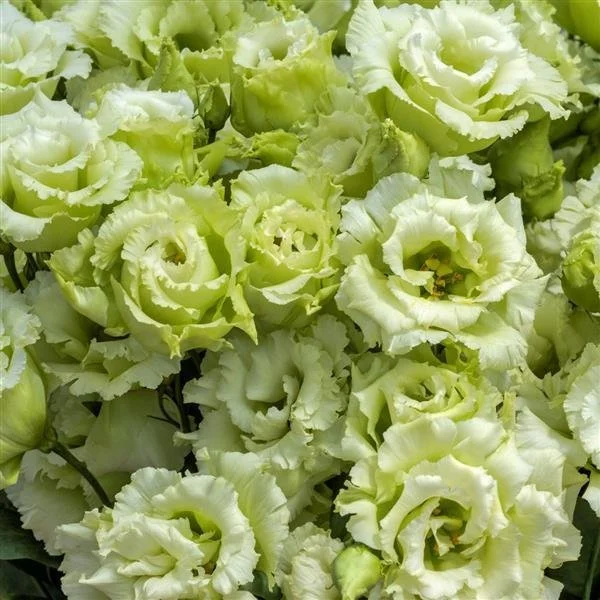 Lisianthus - Voyage 2 Green II.jpg