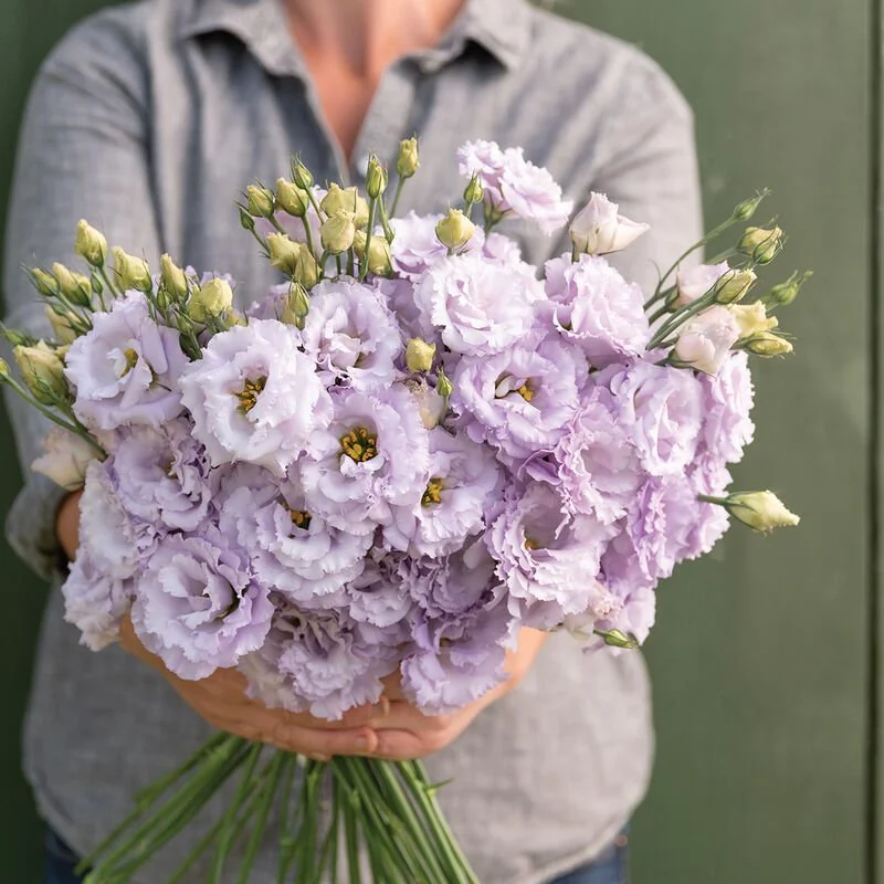 Lisianthus - voyage 2 lavender.jpg