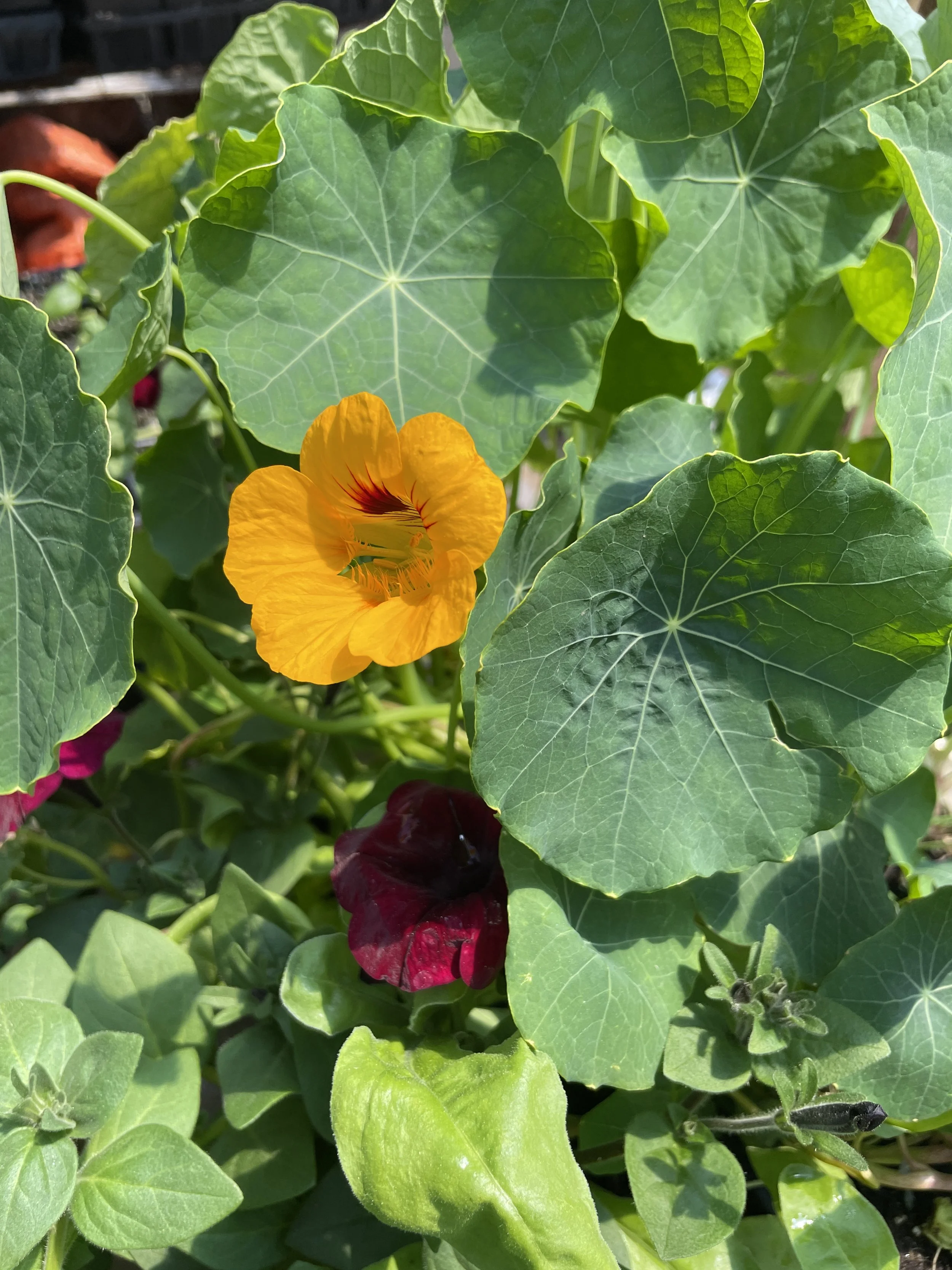 Nasturtium Jewel.JPG