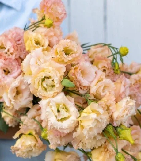 Lisianthus - Voyage 2 Champagne.jpg